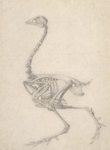 Lo Scheletro di un Pollo, dalla serie 